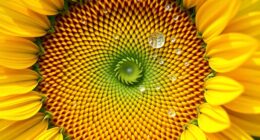 nature inspired leadership cycles