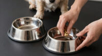 12 Best Elevated Dog Bowls Stainless Steel in 2026