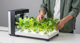 14 Best Hydroponic Indoor Garden Systems in 2026