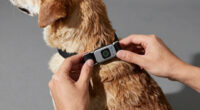 9 Best GPS Dog Collars No Subscription in 2026