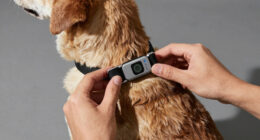 9 Best GPS Dog Collars No Subscription in 2026